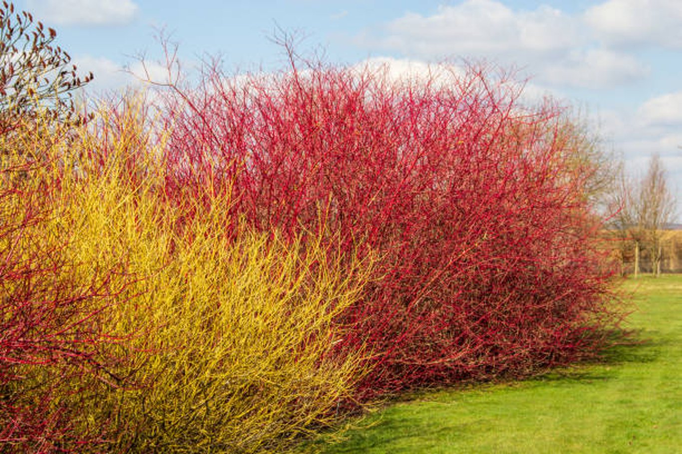 Cornus sanguinea - 40-60 CM bare root 1/1